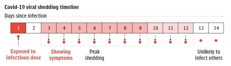 SARS-CoV-2 infection cycle