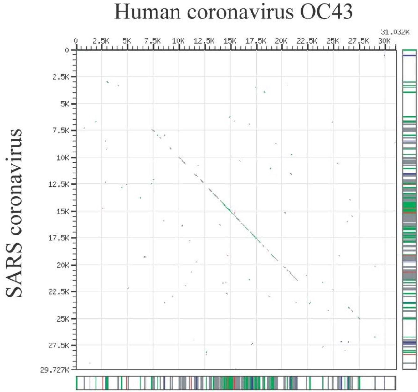 Homolgy of betacoronaviruses SARS and OC43