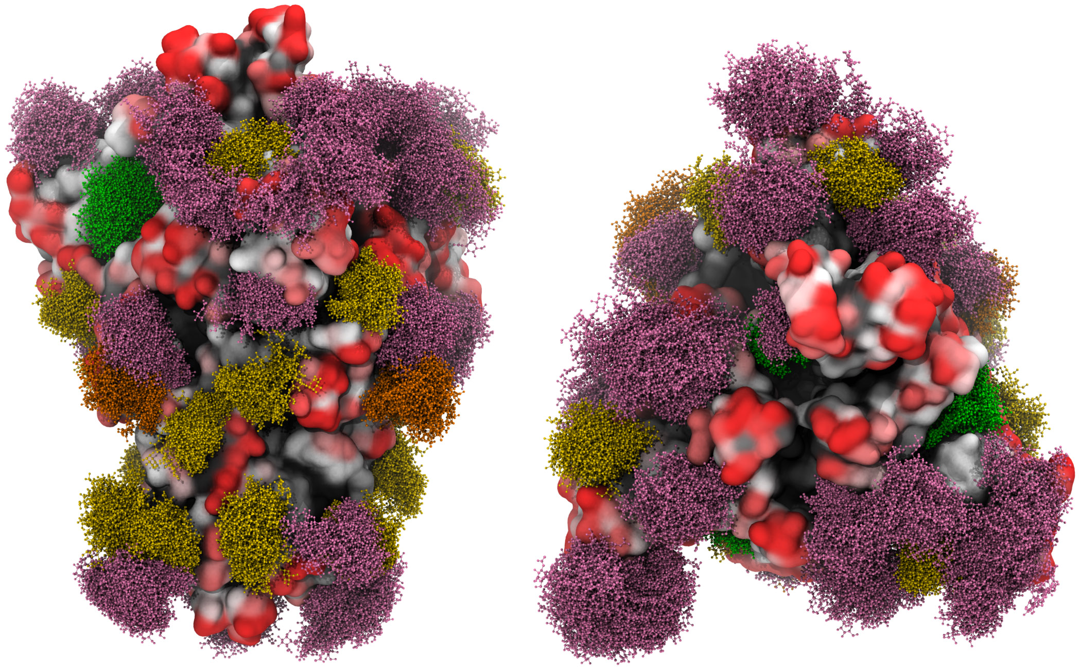 SARS-CoV-2 spike protein glycosylation