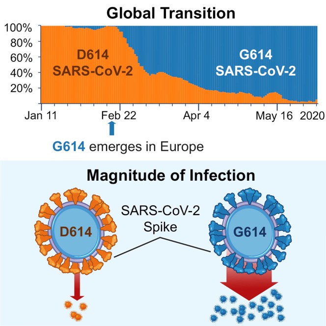 SARS-CoV-2 G614