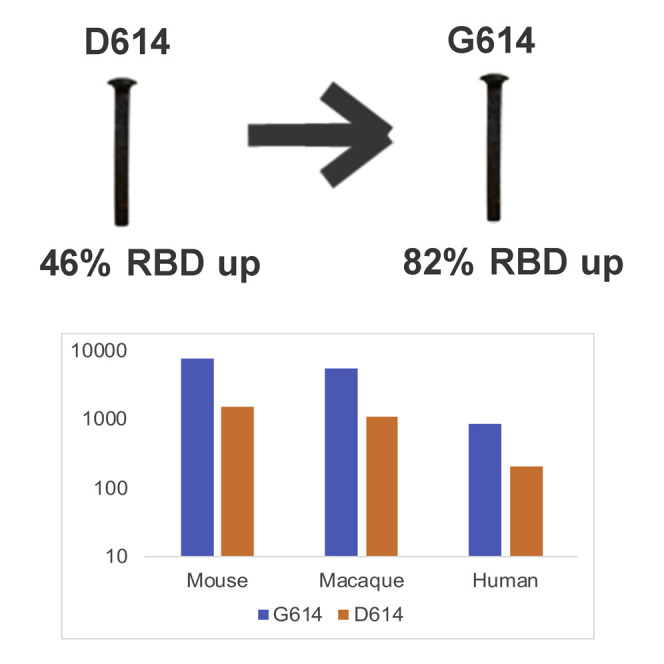 SG614 RBD open