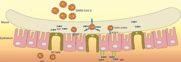 IgA protective immunity