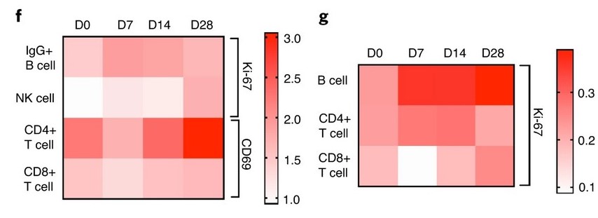 ChAdOx1 B and T cell response