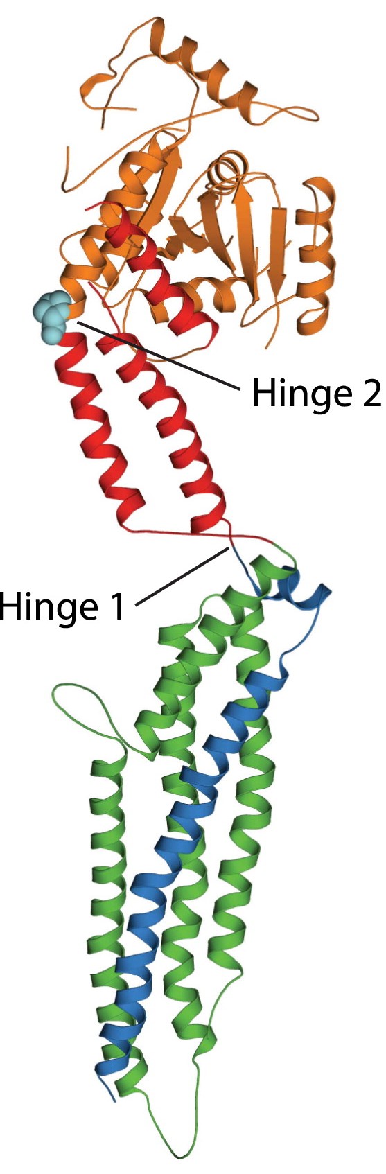 rhinoviruses stimulate MxA