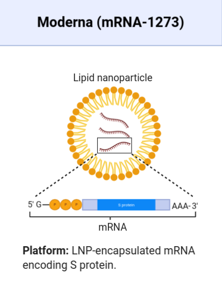 mRNA-1273 vaccine