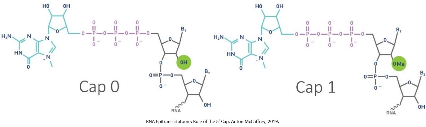 mRNA capping