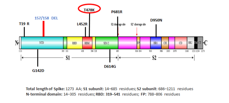 Delta, B1.617.2, variant, neutralisation,