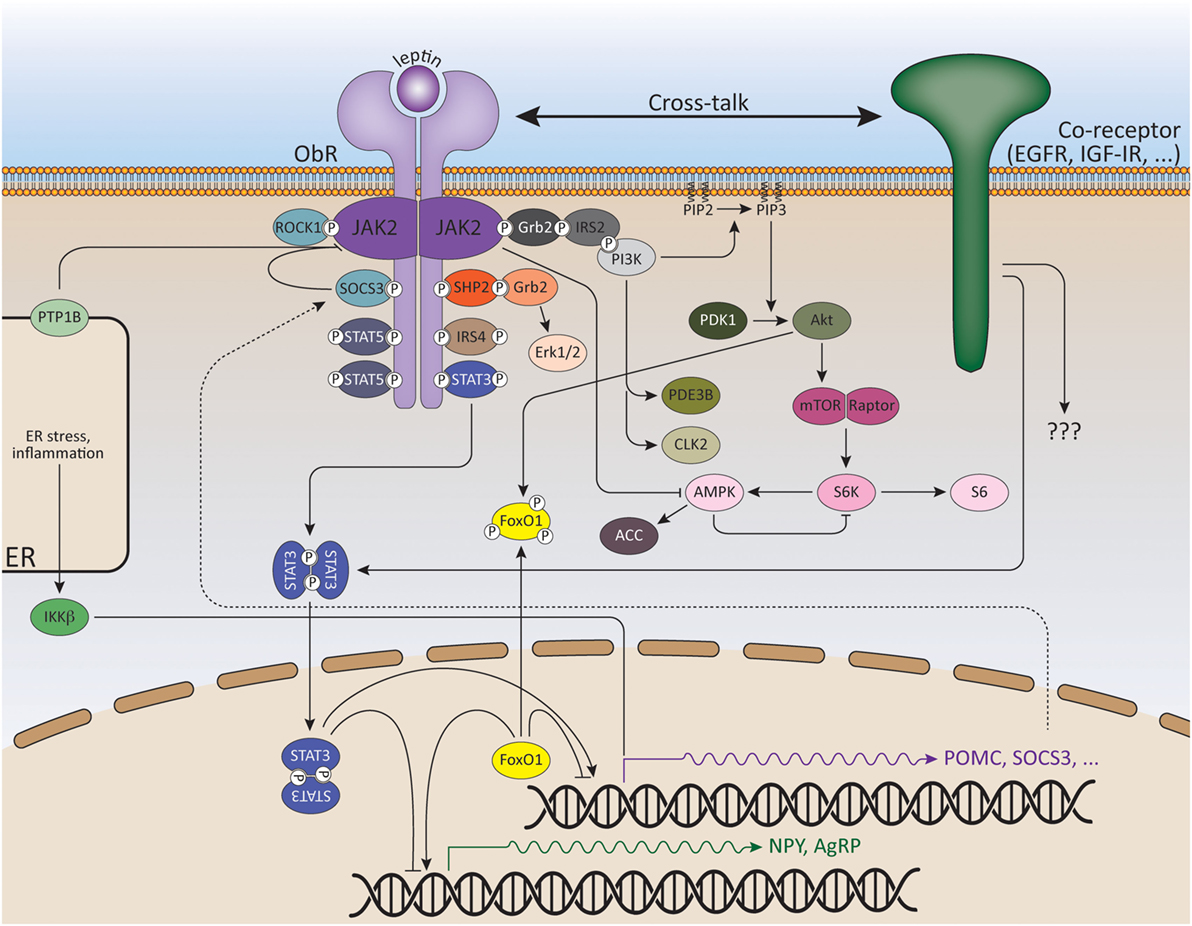 leptin resistance through Western diet