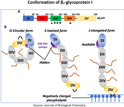 β2GP1 target for antiphospholipid antibodies