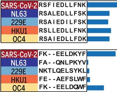 Cross-reactivity of coronavirus epitopes