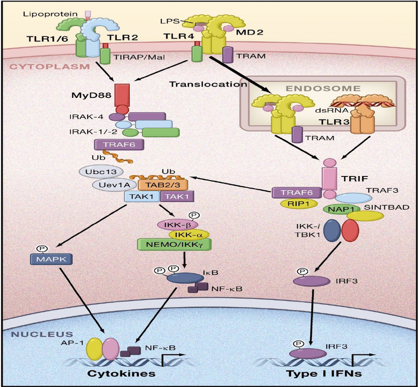 TLR2 signalling pathway stimulating nitric oxide