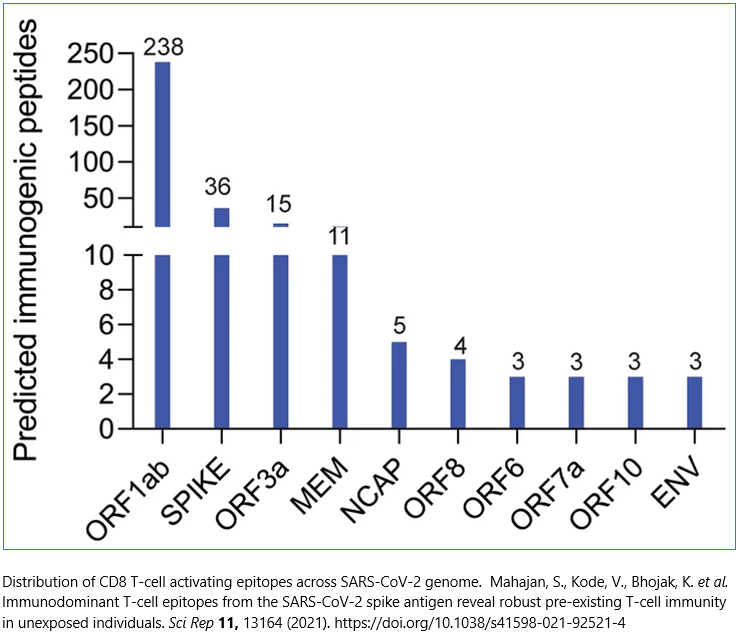 cross-reactivity of memory T cells to SARS-CoV-2 virus epitopes