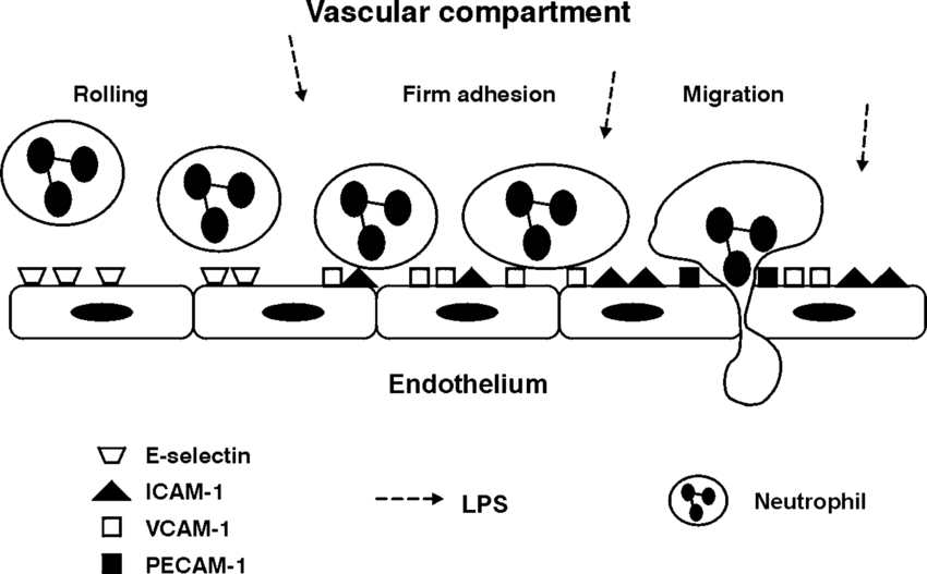 adhesion and anti-adhesion through nitric oxide