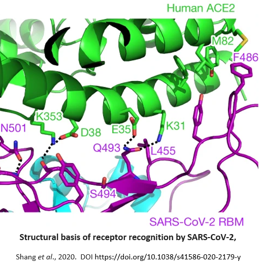 RBM:ACE2 interface showing how it becomes infectious